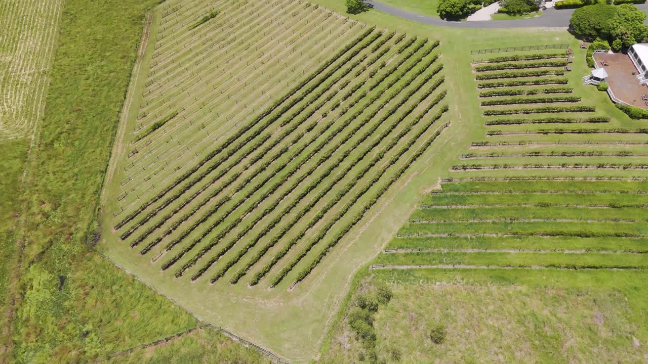una vista aérea de un viñedo