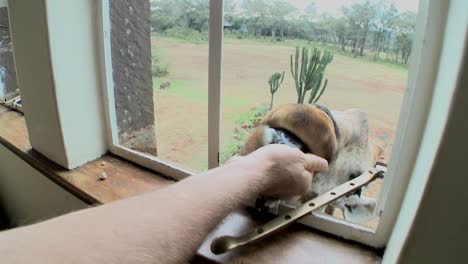 A-giraffe-outside-a-second-story-window-in-Africa-getting-food-with-his-tongue