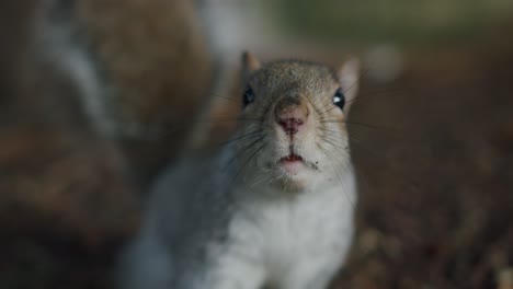 a squirrel sniffs near the camera