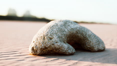 fossil coral on a beach