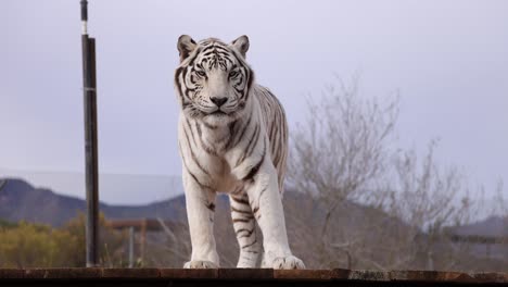 Tigre-Blanco-Lame-Los-Labios-Santuario-De-Vida-Silvestre-Slomo