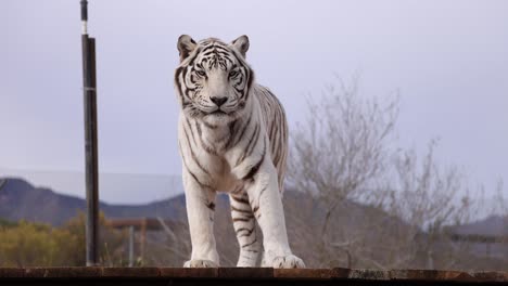 el tigre blanco lame los labios el santuario de vida silvestre de slomo