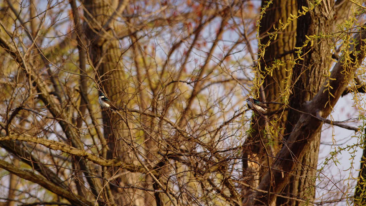 Purple martins bounce on willow limbs after landing