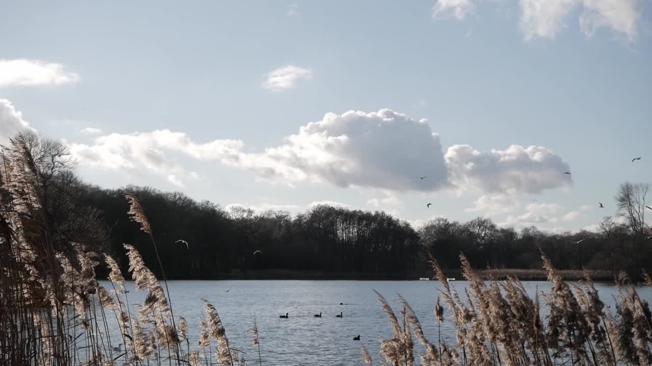 Birds and ducks on a calm lake