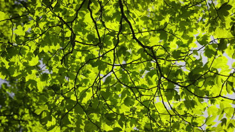 texture of leaves gently dancing in the wind