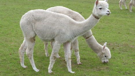 Two-white-young-farm-alpacas,-walking-and-eating-green-grass-of-a-lawn