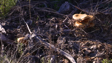 hongos grandes en un parque natural