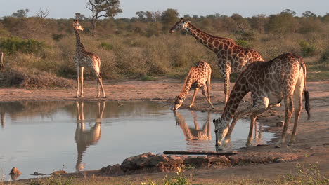 Giraffen-Löschen-Ihren-Durst-An-Einem-Wasserloch-In-Der-Afrikanischen-Savanne