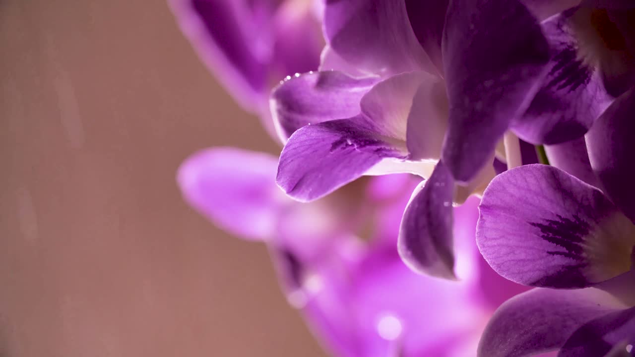 4K Beautiful Fresh Purple Orchid, Close Up