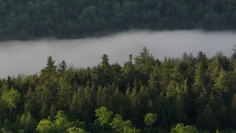 Impresionantes-Nubes-Bajas-Aéreas-Entre-Densos-Bosques