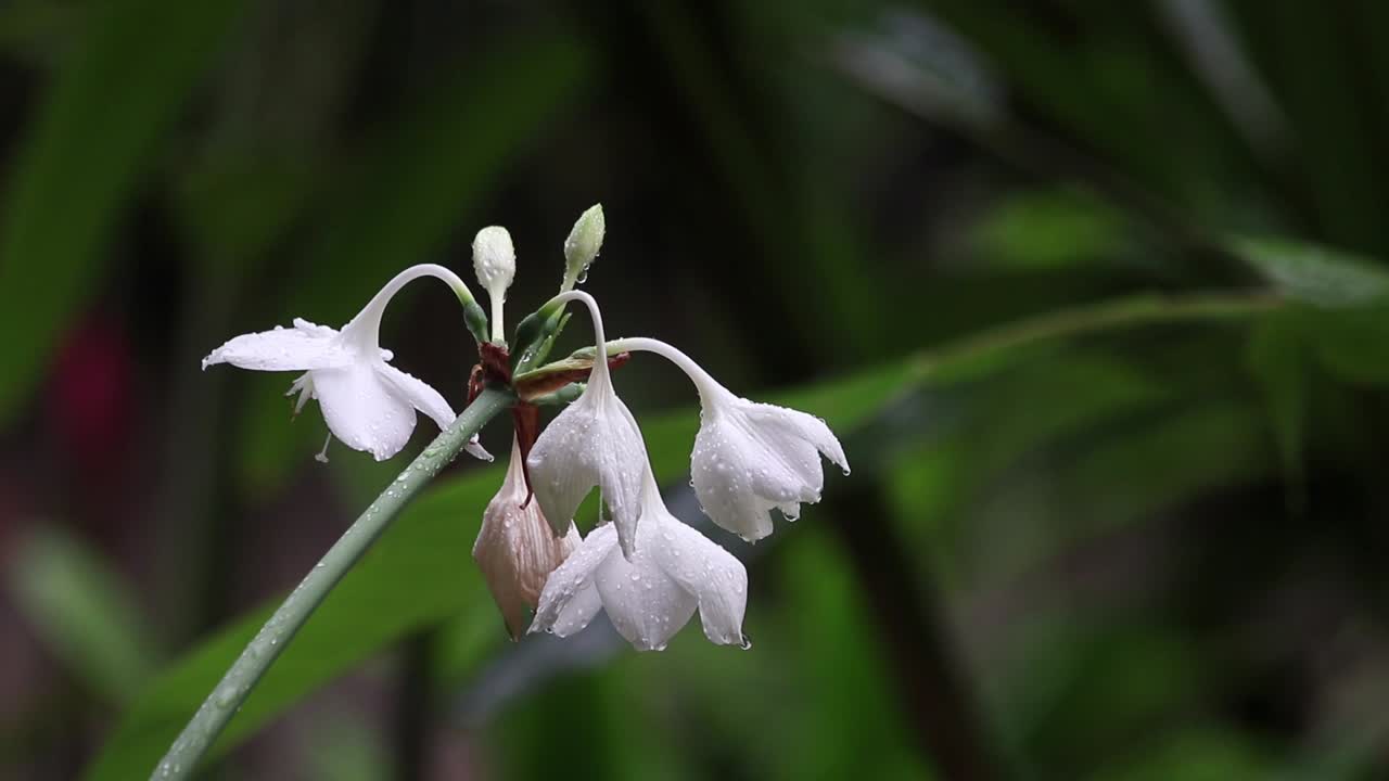 cierre medio de una flor blanca empapada de lluvia en un frondoso jardín, flotando en la brisa, en un día nublado