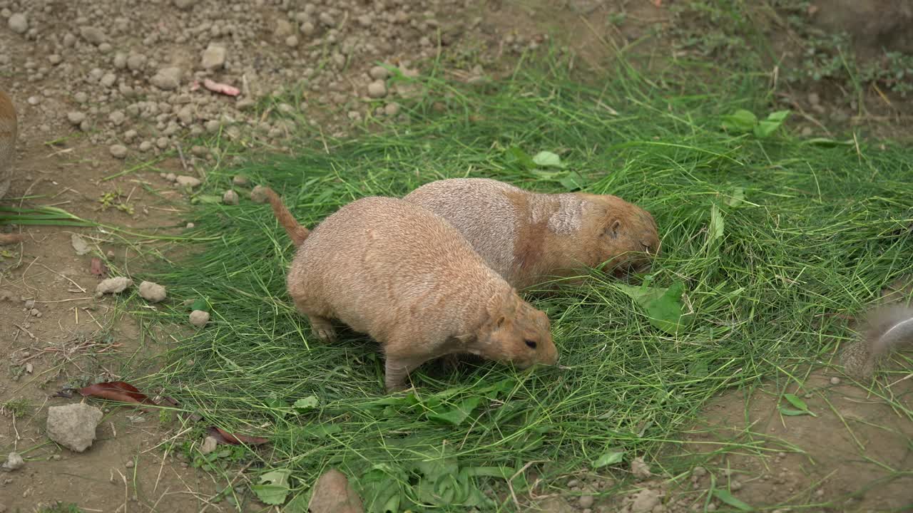 Aşırı beslenmiş kır köpekleri (Cynomys) ot yerken