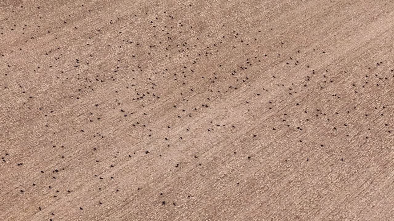 Aerial overview of Etchilhampton's vast harvested fields, with flock of birds dotting earth, highlighting the post-harvest landscape