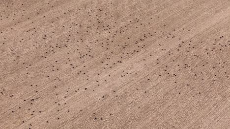 aerial overview of etchilhampton's vast harvested fields, with flock of birds dotting earth, highlighting the post-harvest landscape