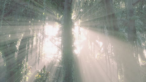 sunlight filtering through trees in a lush forest during early morning hours