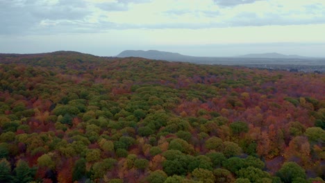 drone shot descending over a colourful forest in autumn canada