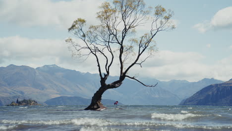 lonely tree in lake wanaka, new zealand