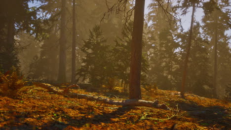 View-in-to-tall-pine-trees-on-a-summers-day