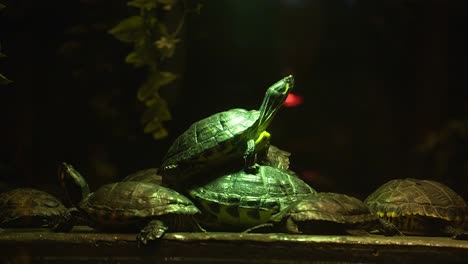 La-Tortuga-China-Parada-En-Grupo-Bajo-Una-Gran-Luz-Brillante-En-El-Parque-De-Reptiles