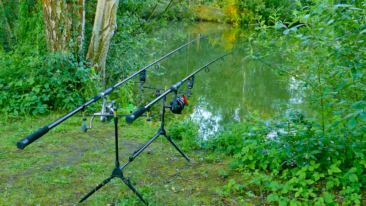 el pez carpa tira de la caña de pescar mientras pesca en un lago forestal - tiro estático