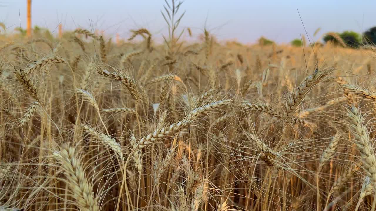 tracking shot of the golden riped wheat field