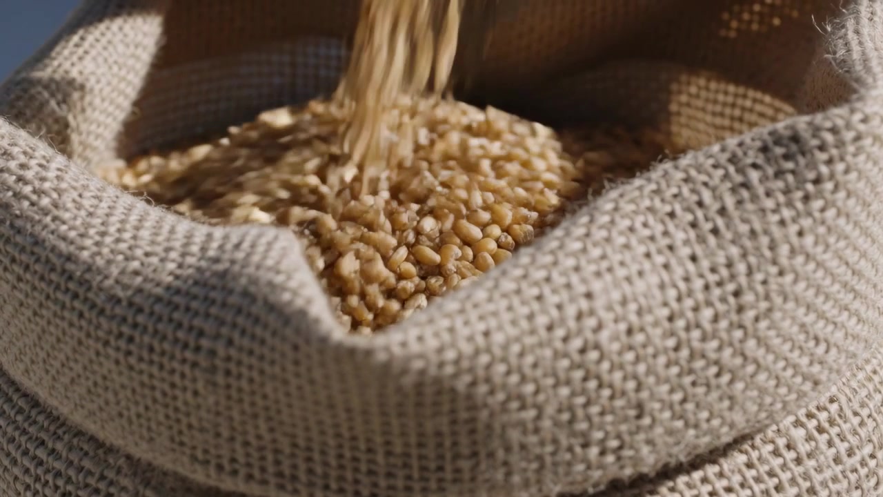 Una fonte invisibile riversa chicchi di grano dorati in un sacco di iuta per il riempimento in una fattoria assolata.