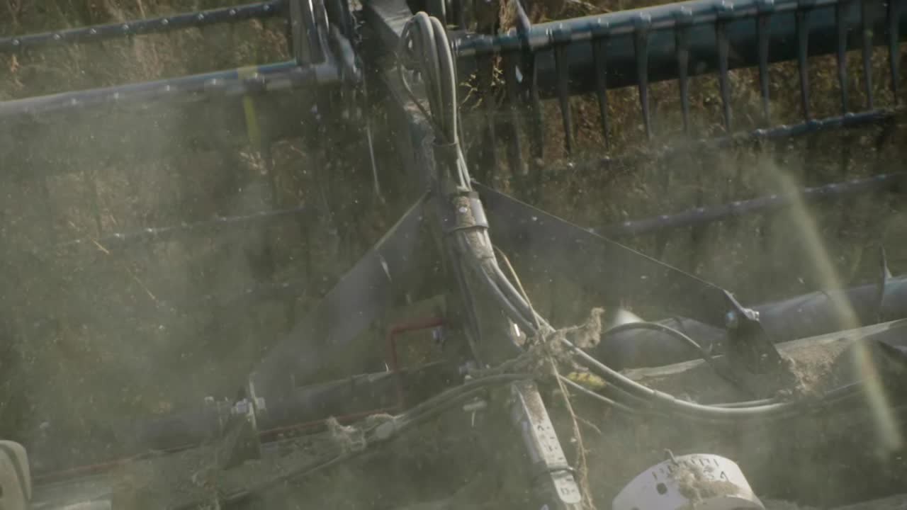 은 날에 유기농 콩을 수확하는 수확기 느린 동작