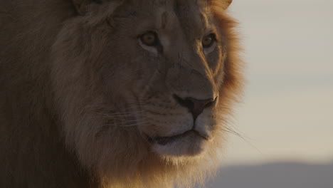 zoomed in close up of lion face silhouette dynamic lighting