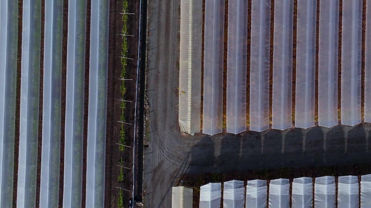 Top down forward flight over intersecting plastic greenhouse tunnel sections revealing geometric patterns of parallel rows divided by a dirt farm road from above