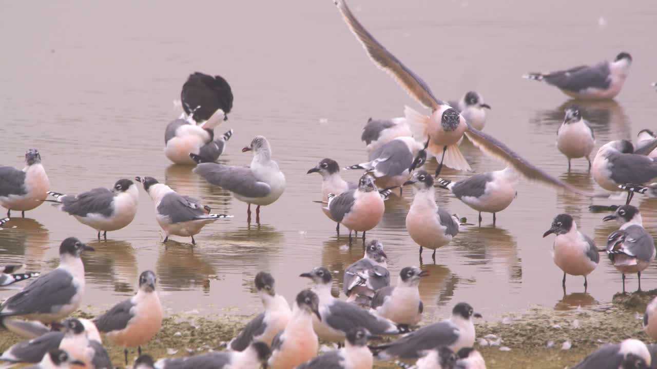 Franklin's gull landing beside group of gulls in wetland, Pantanos de Villa, Peru