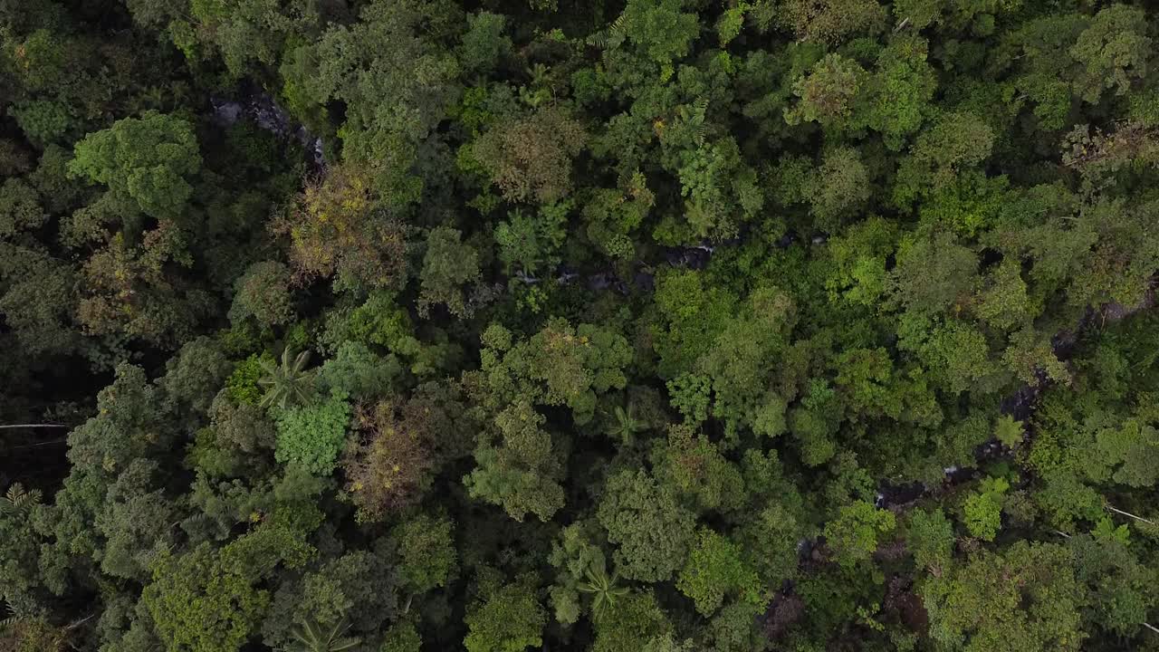 una vista aérea de la exuberante selva tropical