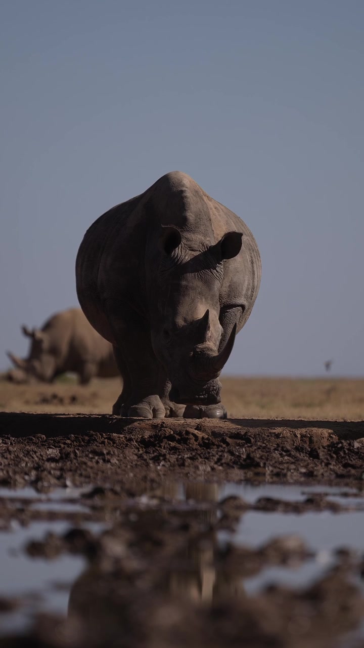 Rinoceronte bianco in primo piano in un'area di conservazione della fauna selvatica, Animali africani in safari in Kenya in Africa, Animale in via di estinzione, Video verticale per social media, TikTok e Instagram Reels.