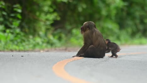 Stumpfschwanzmakaken,-Macaca-Arctoides