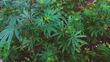 marijuana plantation growing wild in the langtang mountains, nepal