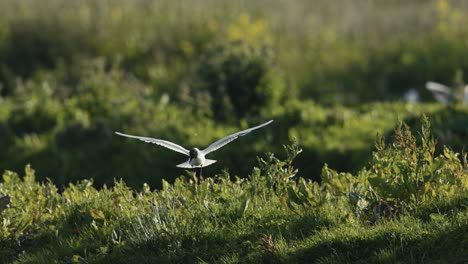 black-headed gull feeding in a meadow