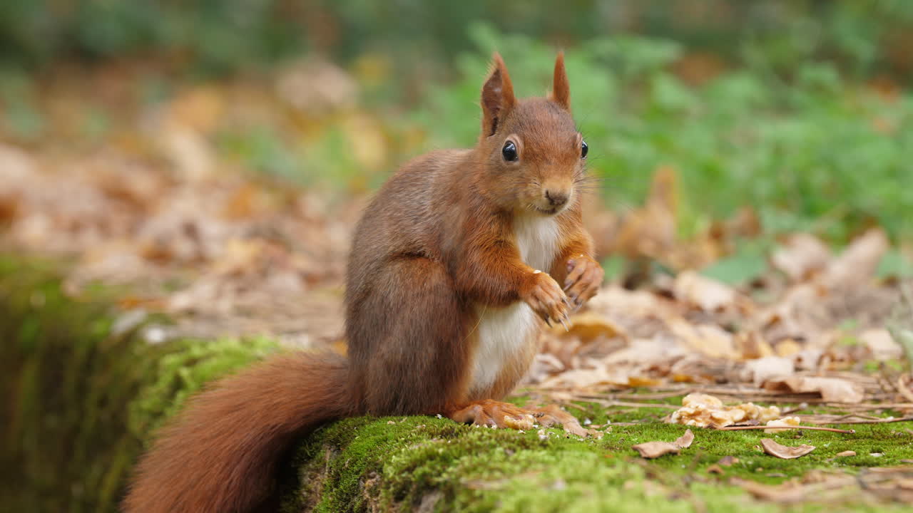 Red squirrel close-up eating finding nuts on a moss-covered rock in a quiet autumn forest an run away colorful leaves wildlife natural trees environment