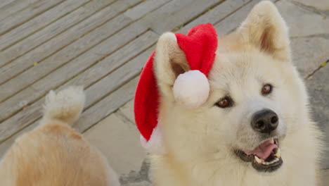 Akita-Inu-girl-dog,-charmingly-requests-Christmas-gifts,-creating-a-delightful-and-entertaining-scene