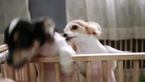 Two-small-dogs-are-playing-teasing-in-the-house