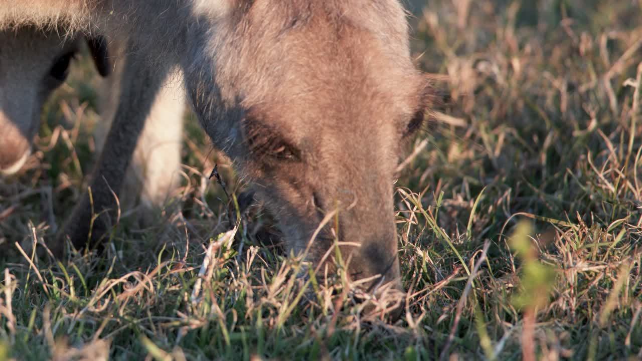Eastern grey kangaroo feeds on grass in warm sunset light, close-up shot, natural habitat, steady camera, soft golden hour tones