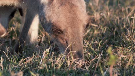 eastern grey kangaroo feeds on grass in warm sunset light, close-up shot, natural habitat, steady camera, soft golden hour tones