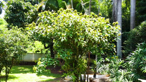 annatto tree, full of green fruits.slow