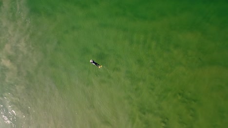 Drone-aerial-shot-of-bodyboarder-waiting-in-ocean-sandbank-line-up-surfing-travel-tourism-landscape-crystal-clear-ocean-The-Entrance-NSW-Central-Coast-4K