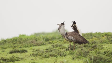 large kori bustard bird in serengeti national park, eating insects and bugs in green grass plains, birdlife and african birds in tanzania in africa on wildlife safari