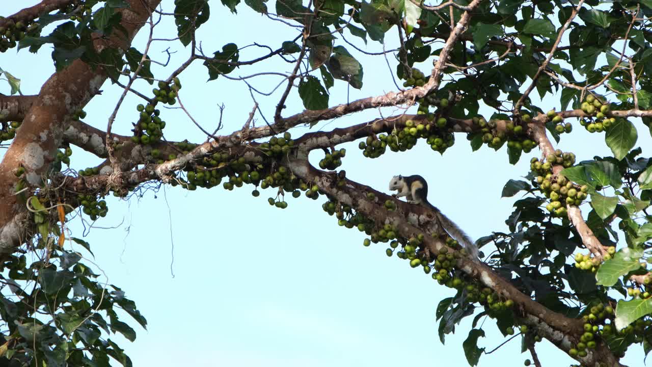 ardilla de finlayson o ardilla variable callosciurus finlaysonii vista comiendo con ambas manos sosteniendo una fruta madura en una rama de un árbol fructífero en el parque nacional khao yai, tailandia