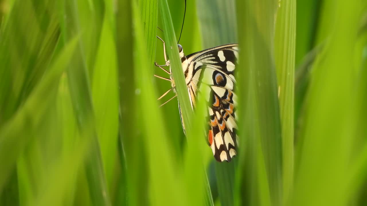 Farfalla - occhi paterni - erba verde.