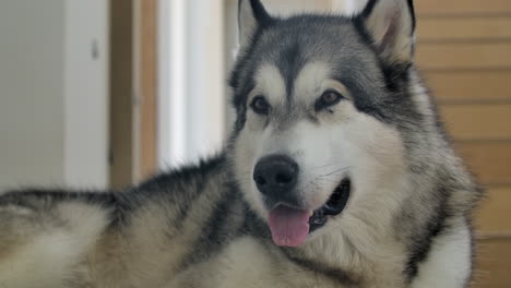 close up of a friendly alaskan malamute resting inside