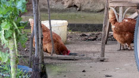 Hombre-De-Campo-Se-Va-De-Casa-Después-De-Alimentar-A-Sus-Gallinas