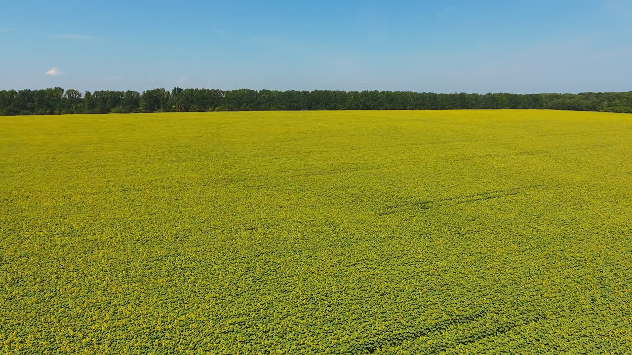 Wonderful scenery of farmland plantation. Contrasting yellow field against the blue clear sky. Aerial shot.