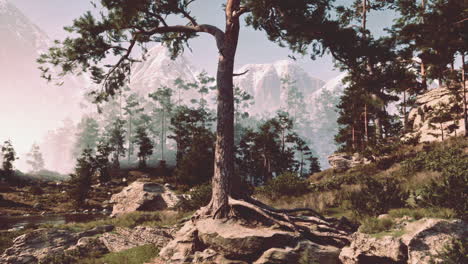 pino sereno en el bosque montañoso