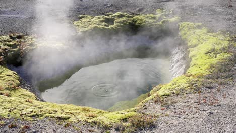 slow bubbling hot spring in yellowstone national park